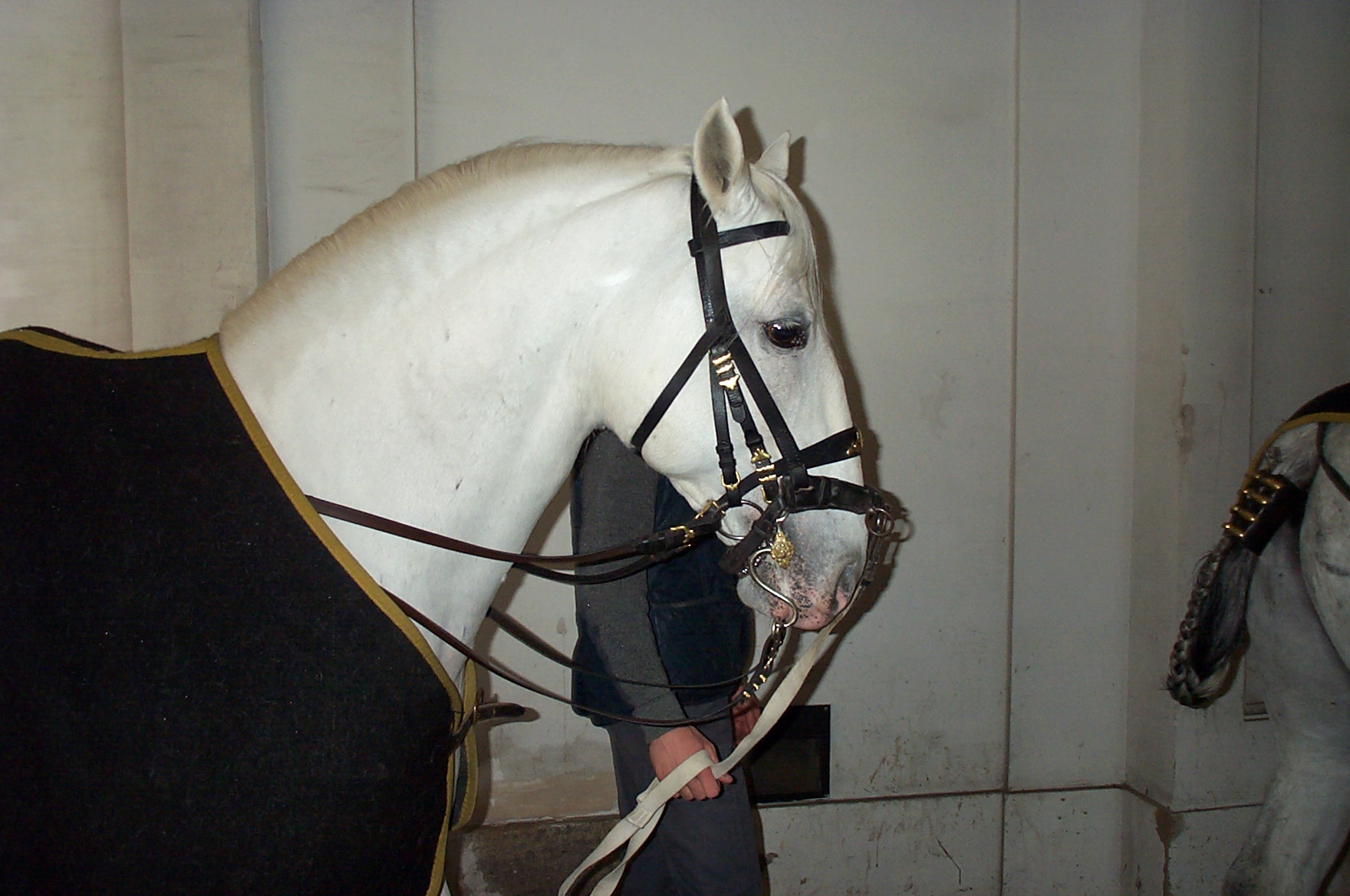 Lipizzaner Stallion Vienna